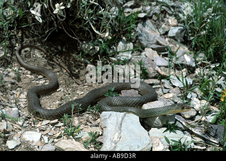 Montpellier Schlange (Malpolon Monspessulanus Insignitus, Malpolon Insignitus) in Lebensraum, Iran, Zagros Stockfoto
