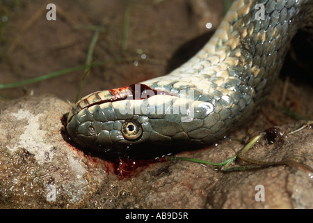 Würfel-Schlange (Natrix Tessellata), Würfel Schlange, Bewegungsarmut, Iran, Teheran, Elbruz, Laar-Tal zu verteidigen Stockfoto