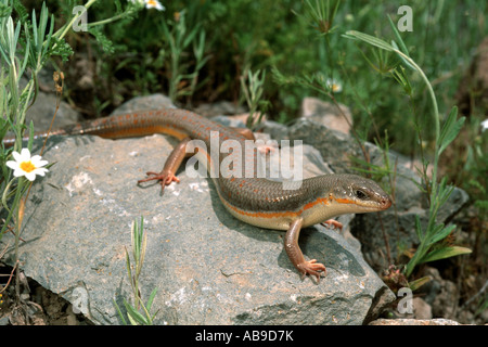 Berber Skink (Eumeces Schneideri, Novoeumeces Schneideri), Porträt, Iran, Qasvin Stockfoto