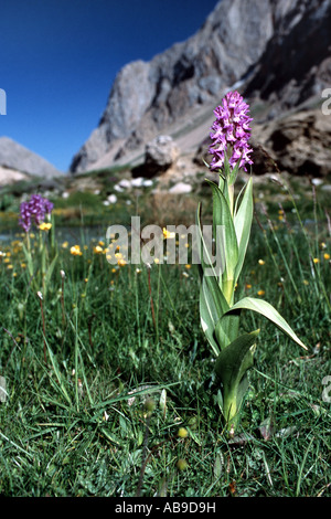 Orchidee (Orchis spec.), im Bergwiese, Iran, Teheran, Laar-Tal Stockfoto