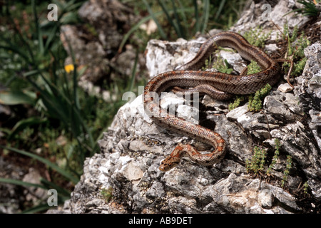 Leopard Snake (bieten Situla), auf Felsen, Griechenland, Rhodos Stockfoto