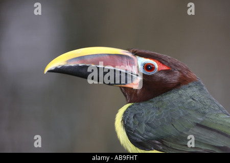 grüne Aracari (Pteroglossus Viridis), portrait Stockfoto
