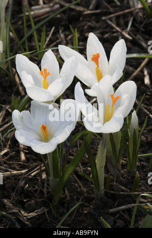 weiße Krokus, Crocus Vernus, Krokus (Crocus Vernus Albiflorus, Crocus Albiflorus), vier Frühlingsblumen Stockfoto