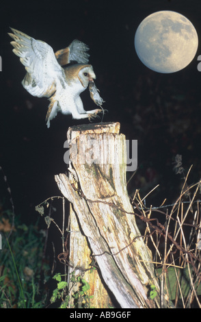 Schleiereule (Tyto Alba), Landung auf Stumb, hält gefangen Feldmaus im Schnabel mit Vollmond hinter (Komposition), Deutschland, Eas Stockfoto