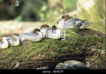 Gänsesäger (Mergus Prototyp), weiblicher Gänsesäger und Youngs ruhen, Polen, Masuren, Nature Reserve Krutyn, Juni 2004. Stockfoto