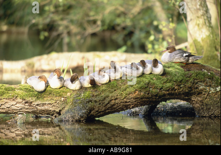 Gänsesäger (Mergus Prototyp), weiblicher Gänsesäger und Youngs ruhen, Polen, Masuren, Nature Reserve Krutyn, Juni 2004. Stockfoto