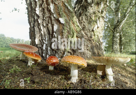 Fliege Agaric (Amanita Muscaria), vor Birke, Deutschland, Ost-Westfalen, Sennestadt, Juli 2004. Stockfoto