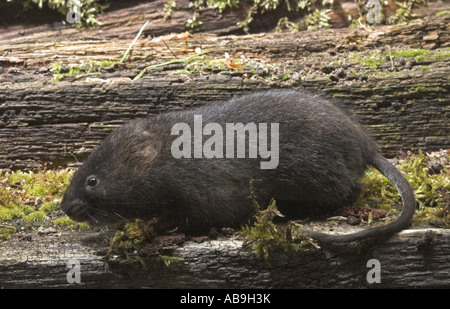 Europäische Wasser-Wühlmaus, nördlichen Schermaus (Arvicola Terrestris), im Wald Stockfoto