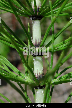 großen Schachtelhalm (Equisetum Telmateja, Equisetum Maximum), sprießen, Deutschland, Nordrhein-Westfalen Stockfoto