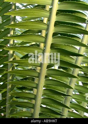 Kaugummi, Palm, giant Dioon (Dioon Spinulosum), Blatt, detail Stockfoto