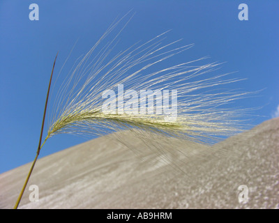 wilde Gerste, Fuchsschwanz Gerste, Eichhörnchen-Tail Grass (Hordeum Jubatum), Halophyt Blütenstand am Fuße des Salz Haufen, Deutschland Stockfoto