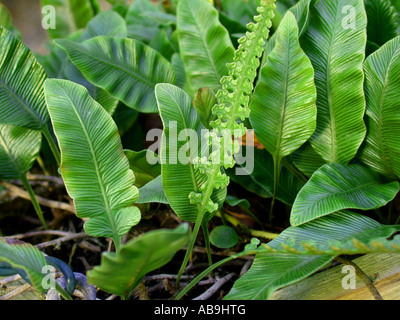 Hasenpfote, Fuß Kaninchen, Farn, Bären-Fuß Farn (Humata Heterophylla), verschiedene Arten von Blättern Stockfoto