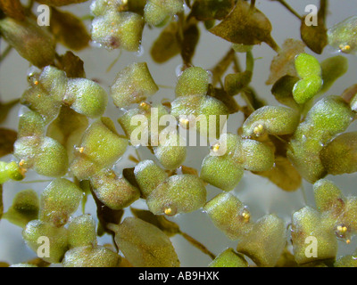 Efeu-leaved Wasserlinsen, Sterne Wasserlinse (Lemna Trisulca), blühen, Deutschland Stockfoto