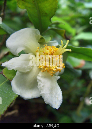 Teepflanze (Camellia Sinensis, Thea Sinensis), Blume Stockfoto