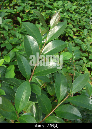 Teepflanze (Camellia Sinensis, Thea Sinensis), Zweig mit Blättern Stockfoto