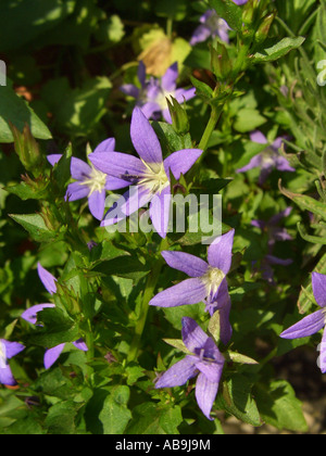 Poscharsky Glockenblume, serbische Glockenblume (Campanula Poscharskyana), blühen Stockfoto