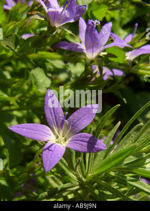 Poscharsky Glockenblume, serbische Glockenblume (Campanula Poscharskyana), Blume Stockfoto