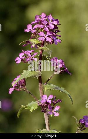 Ehrlichkeit-Pflanze (Lunaria Annua), Blütenstände, Deutschland, Nordrhein-Westfalen, Oberhausen, April 04. Stockfoto