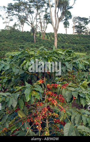 Kaffee-Bäume mit reifen Beeren wachsen unter Schatten spendenden Bäumen, Mweka, Kilimanjaro-Region, Tansania Stockfoto