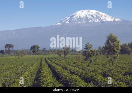 Kaffeebäume gepflanzt in Reihen - Kaffee Anwesen am Fuße des Kilimanjaro Stockfoto