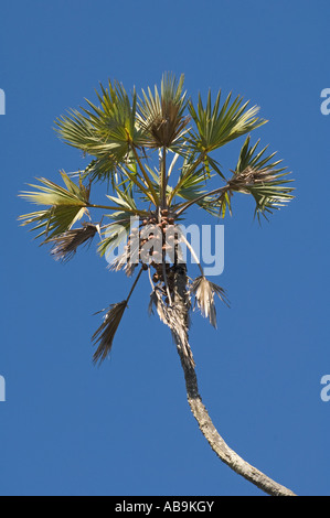 Doum Palme Hyphaene Thebaica - einzelne stammen mit Früchten Stockfoto