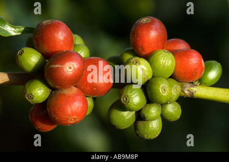 Cluster von Kaffee Beeren: rot (reif), unreif grün, Nahaufnahme, Mweka, Tansania Stockfoto