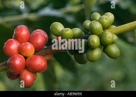 Cluster von Kaffee Beeren: rot (reif), unreif grün, Nahaufnahme, Mweka, Tansania Stockfoto