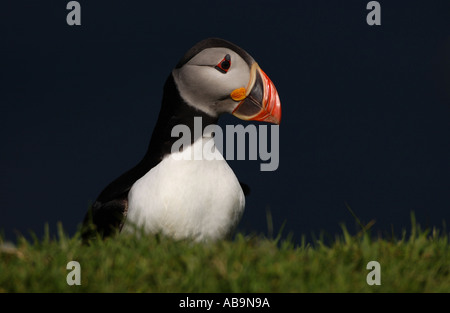 Papageitaucher Nahaufnahme Shetland UK Stockfoto