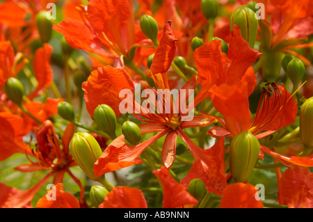 Delonix Regia Royal Poinciana extravaganten Flame Tree Stockfoto