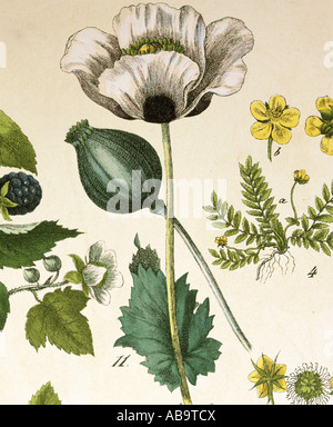 Botanik, Opiummohn (Papaver somniferum), Blüte, Kapsel, Blatt, Gravur, "Naturgeschichte des Pflanzenreichtums", Verlag J. S. Schreiber, Esslingen, 1869, Privatsammlung, Deutschland, Stockfoto