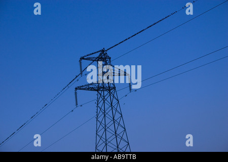 Stare sammeln Roost auf einen Strommast Stockfoto