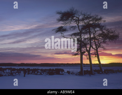 Lärchen Silhouette gegen einen winterlichen Sonnenuntergang Stockfoto