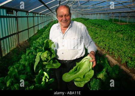 Ein Bio-Landwirt hält Cos Salate in einem Gewächshaus wachsen. Stockfoto