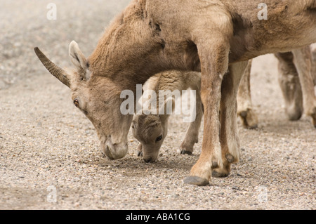 Bighorn Schafe Mutter und baby Stockfoto