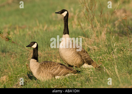 Zwei Kanadagänse ruht auf einer grünen Wiese. Stockfoto