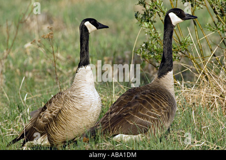 Zwei Kanadagänse ruht auf einer grünen Wiese. Stockfoto