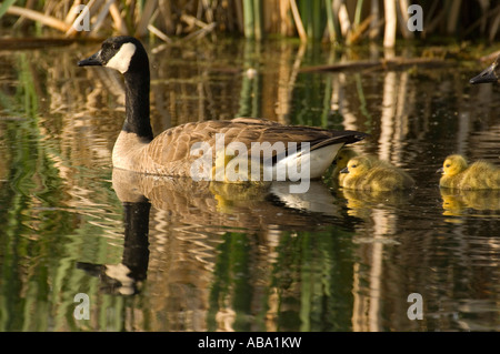 Kanada-Gans Familie schwimmen Stockfoto