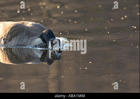 Kanada-Gans 52 Stockfoto