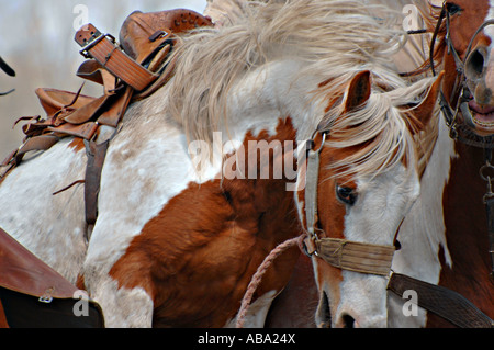 Ein Untaimed Sattel Bronc Ruckeln bei einem Rodeo-Wettbewerb. Stockfoto