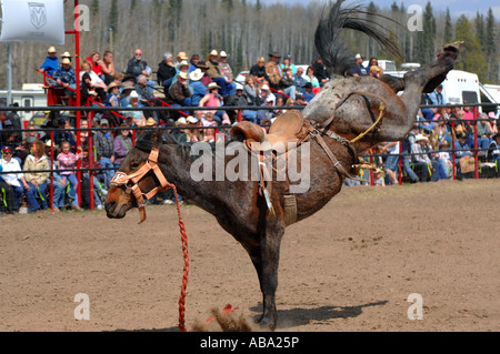 Sattel Bronc Ruckeln 7 Stockfoto