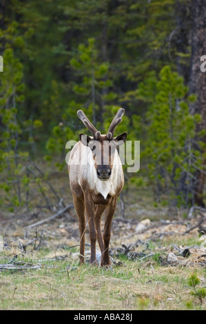 Eine vom Aussterben bedrohte Woodland Caribou Stockfoto