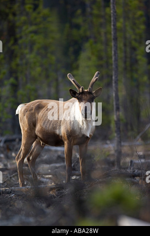 Ein Stier Woodland Caribou Stockfoto