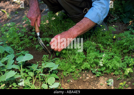 Mann im Garten Stockfoto