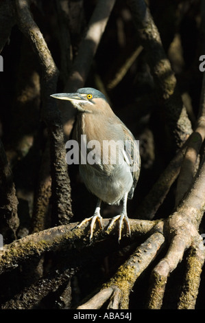 Gekerbten Heron (Butorides Striatus) thront auf rote Mangroven Rhizophora mangle Wurzeln Elizabeth Bay, Isabela, Galapagos, Ecuador Stockfoto