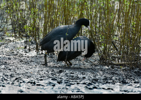 Gemeinsamen Blässhuhn (Fulica Atra) paar Paarung in den schlammigen Teichrand Martin bloße Wildfowl und Feuchtgebiete Vertrauen Burscough Lancashire UK Stockfoto