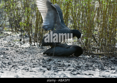 Gemeinsamen Blässhuhn (Fulica Atra) paar Paarung April Lancashire UK Stockfoto