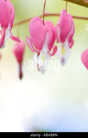 Liebe liegt Blutungen Quaste Blume Amaranthus caudatus Stockfoto