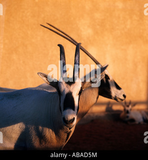 Saudi Arabien arabische Oryx-Antilope Stockfoto