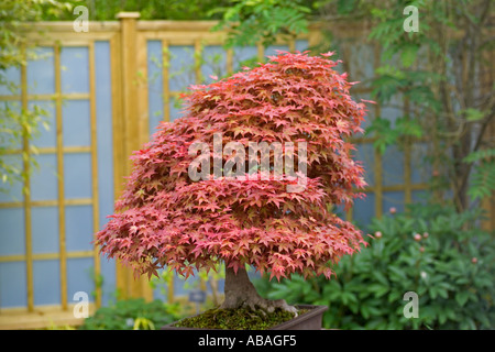 Bonsai-Baum: Acer Palmatum Deshulu Stockfoto