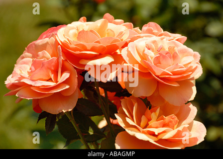 Über Gesicht Rose Stockfoto